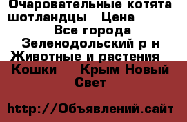 Очаровательные котята шотландцы › Цена ­ 2 000 - Все города, Зеленодольский р-н Животные и растения » Кошки   . Крым,Новый Свет